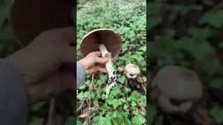 Giant field mushrooms. #wildmushroomhunting #mushroom #mushroomhunting #forest