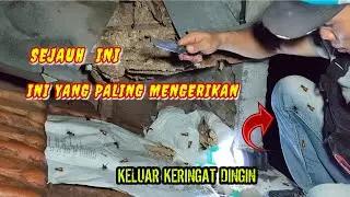 KETIKA BERADA DI POSISI INI..!! EKSEKUSI SARANG TAWON DI ATAP RUMAH WARGA@jaytawonpetualang