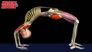 Yoga, Upward Bow Pose