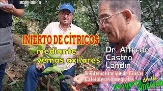 Injerto de cítricos mediante yemas axilares - Dr. Alfredo Castro Landin
