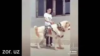 Алабай