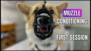Muzzle conditioning - first session with a biting dog Montreal Dog Trainer Family K9 Dog Training