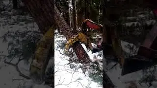Мтз 82 стаскивает зависшее дерево на делянке