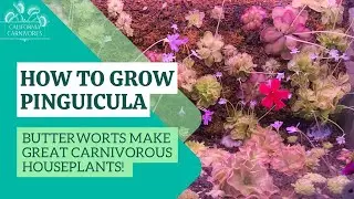 How to Grow Carnivorous Houseplant Butterworts (Pinguicula)