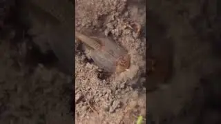 Щитень весенний (Lepidurus apus)
