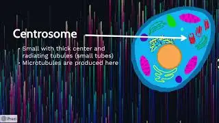 Plant and Animal Cell Parts
