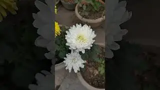 beautiful flowers 