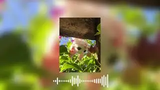 Rainbow Kitten Surprise - Freefall [Speed up]