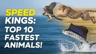 Top 10 Fastest Animals On Earth | A Documentary