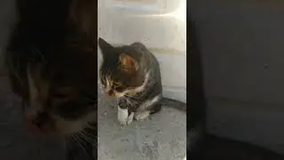 Кошки Турции 2022 ||  #turkey#alanya#турция#аланья#mahmutlar#махмутлар#кошки#cats