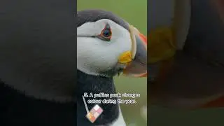 5 Amazing puffin facts you need to know! 