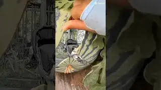 Semangka ajaib #shortvideo #shorts #short