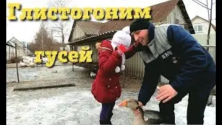 Как мы с дочкой гусей глистогонили//Линдовские,крупные серые гуси