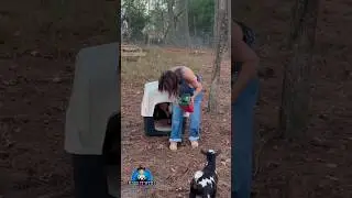 #goat #farmlife #farm #homestead #cowboy #babygoats #arniethegoat #model #danceperformance