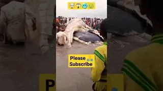 🤢 This Viral Short Shows What'll Happen If You Don't Respect Nature 