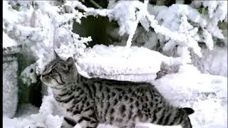 Реклама Whiskas | Вискас Новогодняя - "Такого снегопада.."