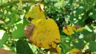 Как я лечила розы от черной пятнистости.
