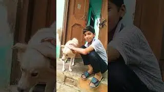😂😂😂😂😂🤣#doglover#funny#video #comedy
