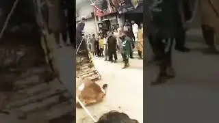 angry bull unloading. dangerous bull of 2022 #eid #angrybull #2022 #mandi #palosi