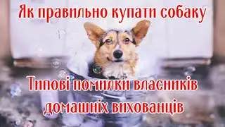 Як правильно купати собаку Типові помилки власників домашніх вихованців
