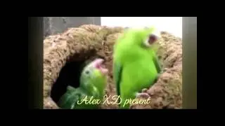 ЧТО делать, если VivaVideo не поддерживает формат?(подписывайся)
