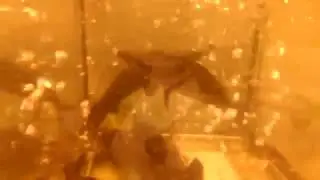 Рыба с усами. Fish. Аквариум.