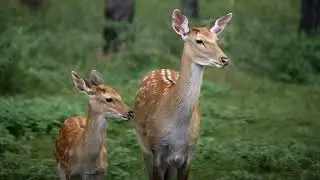 사슴의 종류와 특징Discovering Deer Species 2