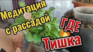 Пикировка и перевалка рассады. Куда пропал Тишка. Куры прячут яйца, пмж в краснодарский край