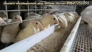 Шок! , перегрев яиц , ранний вылуп на 16 день!  Итог инкубации))