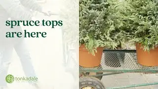 Spruce Tops Are Here