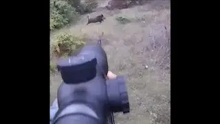 Chasse Sangliers