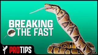 My #1 Tip for Getting Ball Pythons to Eat!
