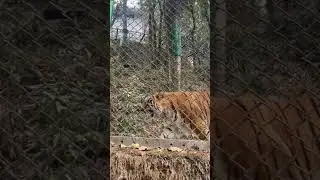Grand Entry of Royal Bengal Tiger @padmajanaiduhimalayanzoolo3043