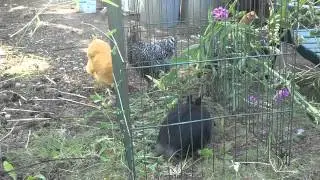Bunny , chickens and puppy, cute overload