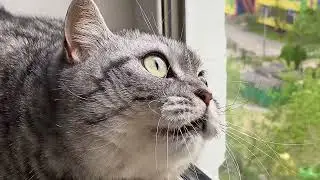 Шотландский кот наблюдает за птичками