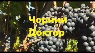 Виноград Чорний Доктор: результати сезону