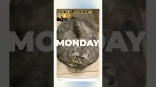 Эй толстый! Котики Бегемоти лежат 💯😻😁😁