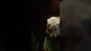 рыжик🐱