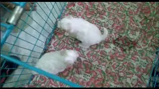 Cutes dogs,Cutest dog in the world,Cute dogs clips 2023,pomeranian