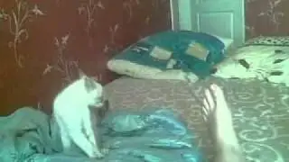 Kitten and The Scary Foot (Котёнок и страшная нога)