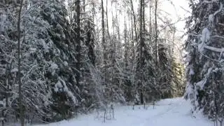 Лесами Западной Мещёры
