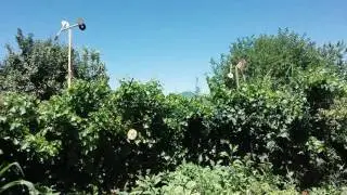 Простые самодельные отпугиватели птиц для сада-огорода