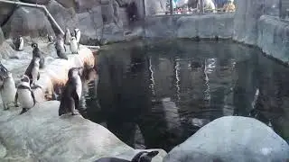 Пингвины в зоопарке Москвы!