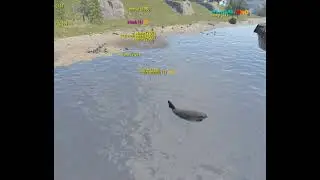 Rust - Beached Dolphin Shark