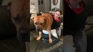 Boerboel Loves His Sister #shortvideo #boerboel