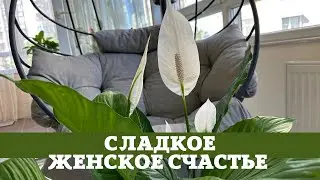 Сладкое Женское Счастье, Свит Сильвио