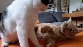 Sweet Cats Fighting