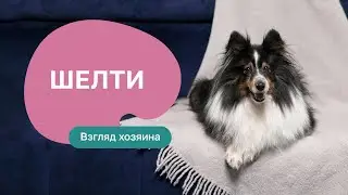 Шелти — все о породе, плюсы и минусы — шоу «Ожидание/реальность»