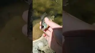 Little Green Sunfish 