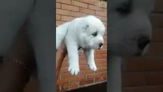Алабаи щенки #алабаи #сао #питомникалабаев #таежныйталисман